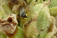 Heliophanus flavipes