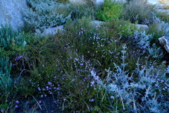 Agathosma marlothii