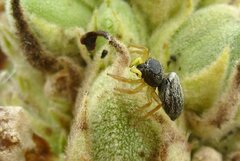 Heliophanus flavipes