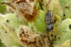 Heliophanus flavipes