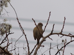 Phoenicurus auroreus