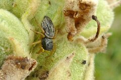 Heliophanus flavipes