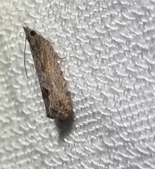 Cryptophlebia ombrodelta
