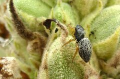 Heliophanus flavipes