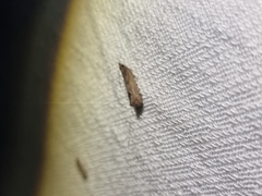 Cryptophlebia ombrodelta