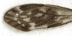 Pseudocaeciliidae