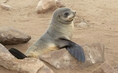 Arctocephalus pusillus pusillus