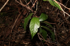 Aristolochia praevenosa