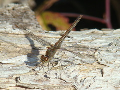 Sympetrum striolatum