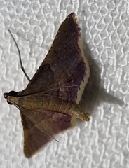 Endotricha mesenterialis