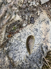 Pseudaneitea