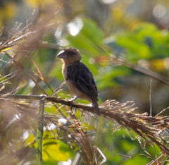 Pachyphantes superciliosus