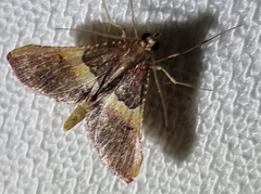 Endotricha mesenterialis