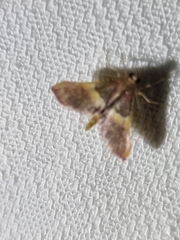 Endotricha mesenterialis