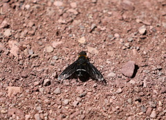 Hemipenthes velutina