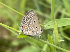 Luthrodes pandava