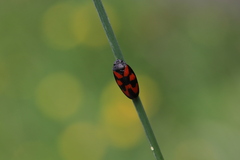 Cercopis vulnerata