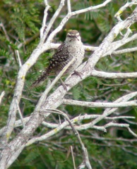 Campylorhynchus yucatanicus