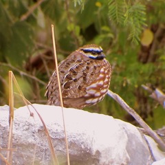 Colinus nigrogularis