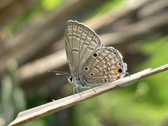 Luthrodes pandava