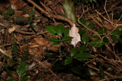 Pandorea jasminoides