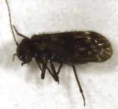 Pseudocaeciliidae