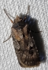 Agrotis munda