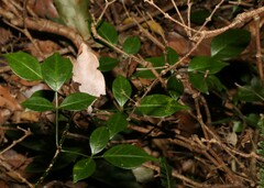 Pandorea jasminoides