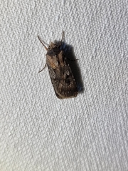 Agrotis munda