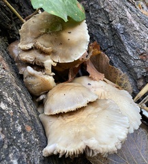 Cyclocybe aegerita