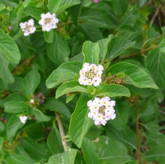 Lantana involucrata