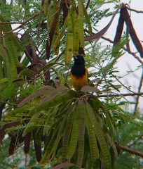 Icterus prosthemelas