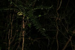 Ailanthus triphysa