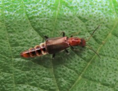 Carphurus