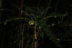 Ailanthus triphysa