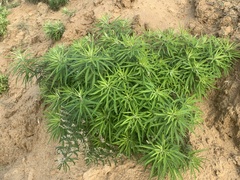 Artemisia lavandulifolia