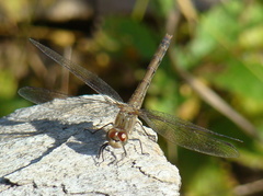 Sympetrum striolatum