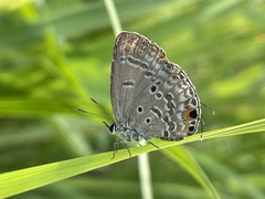 Luthrodes pandava