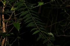 Ailanthus triphysa