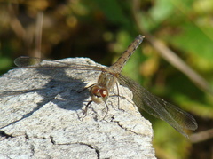 Sympetrum striolatum