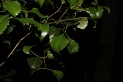 Auranticarpa rhombifolia