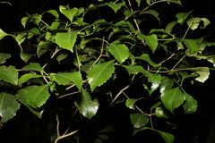 Auranticarpa rhombifolia