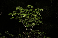 Auranticarpa rhombifolia