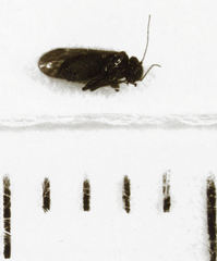 Pseudocaeciliidae