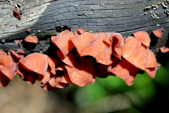Auricularia auricula-judae