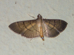 Bacotoma