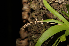 Oberonia complanata