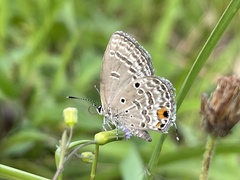 Luthrodes pandava