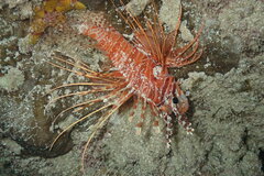 Pterois antennata