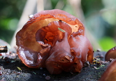 Auricularia auricula-judae